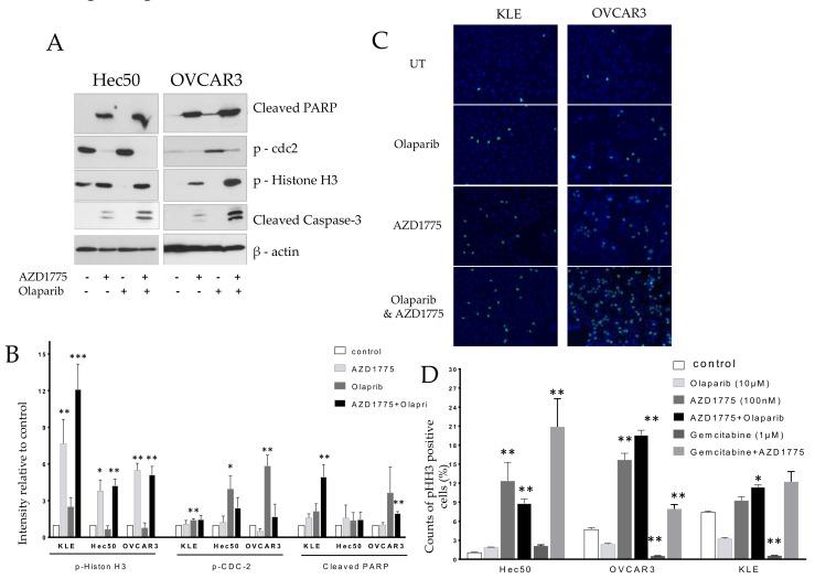 https://cdn.ncbi.nlm.nih.gov/pmc/blobs/f19c/5977122/7df9a990ad50/cancers-10-00149-g002.jpg