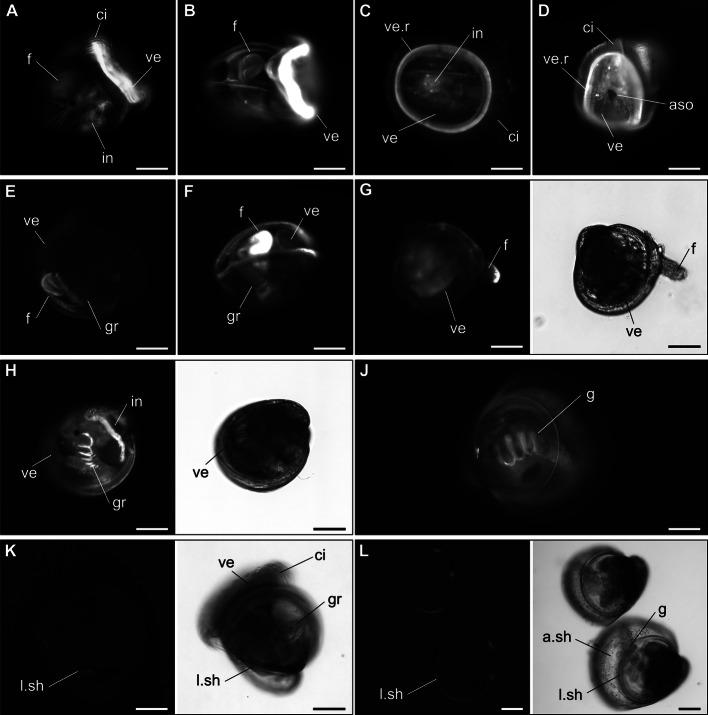 https://cdn.ncbi.nlm.nih.gov/pmc/blobs/f19c/7686737/8aa9e2c03b14/12861_2020_232_Fig4_HTML.jpg