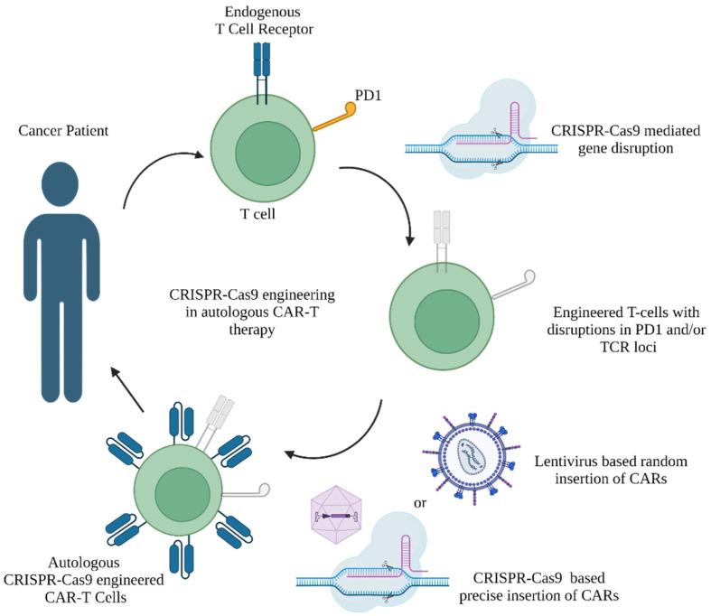 https://cdn.ncbi.nlm.nih.gov/pmc/blobs/f19d/10136740/871cc8983f1b/cells-12-01103-g002.jpg