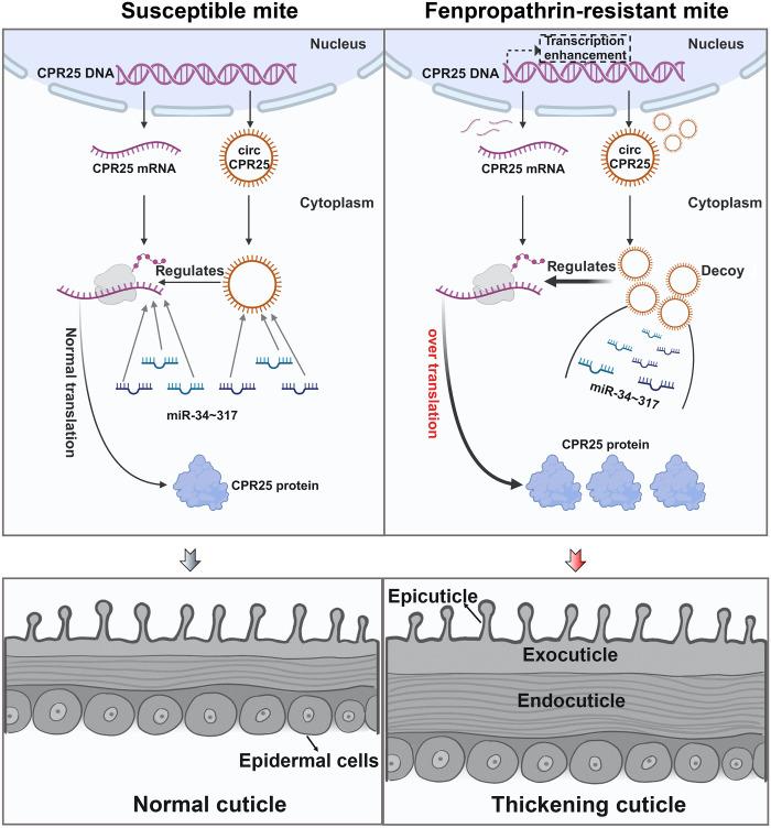 https://cdn.ncbi.nlm.nih.gov/pmc/blobs/f19e/12175905/2891ed5a606b/sciadv.ads3361-f7.jpg