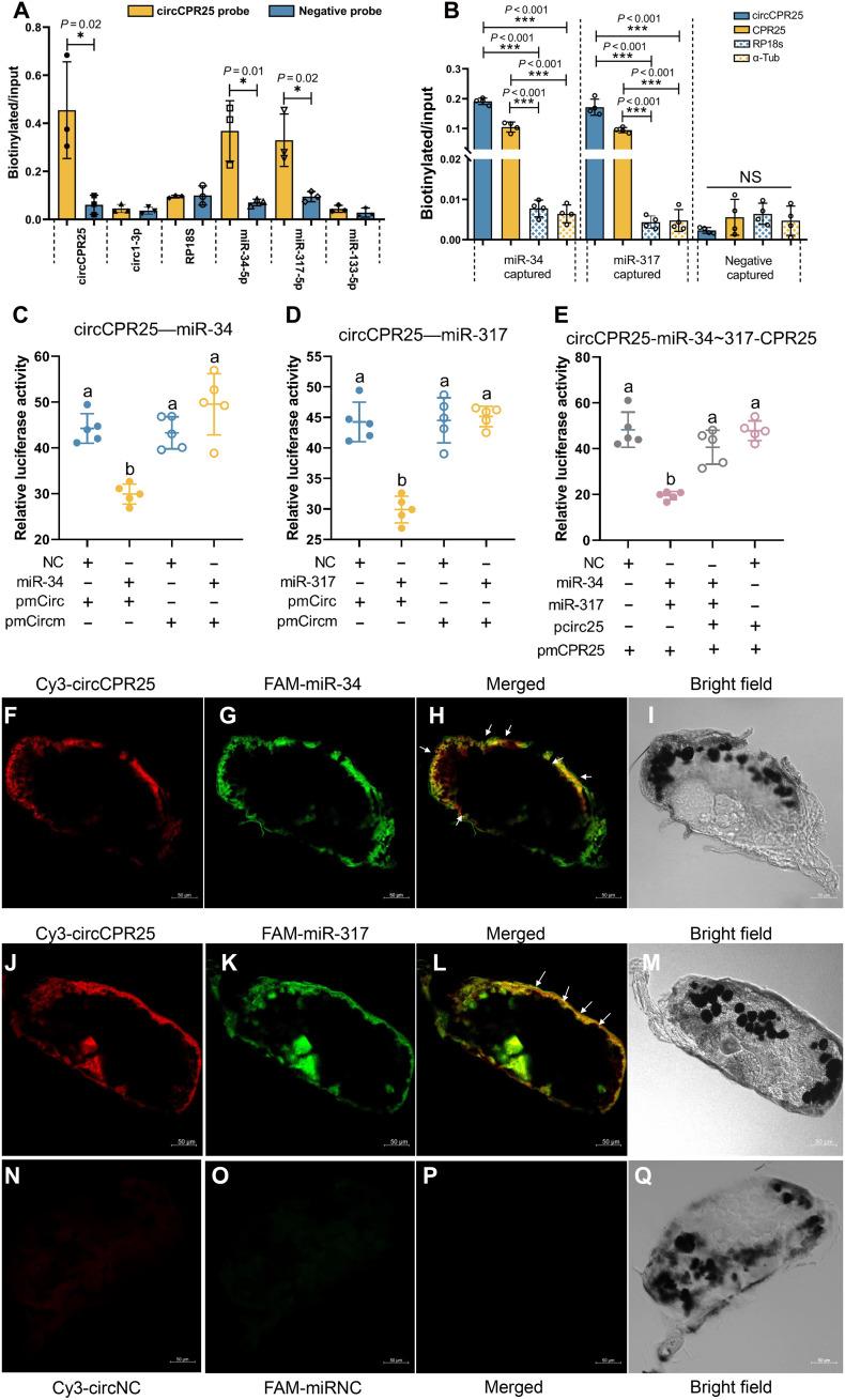 https://cdn.ncbi.nlm.nih.gov/pmc/blobs/f19e/12175905/f284816078be/sciadv.ads3361-f5.jpg