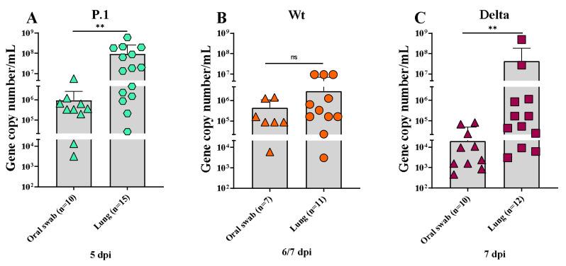 https://cdn.ncbi.nlm.nih.gov/pmc/blobs/f1a5/10146242/b8e18ca2052f/viruses-15-00999-g004.jpg