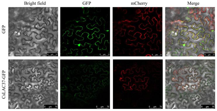 https://cdn.ncbi.nlm.nih.gov/pmc/blobs/f1a7/10975366/597cda1b8194/plants-13-00884-g003.jpg