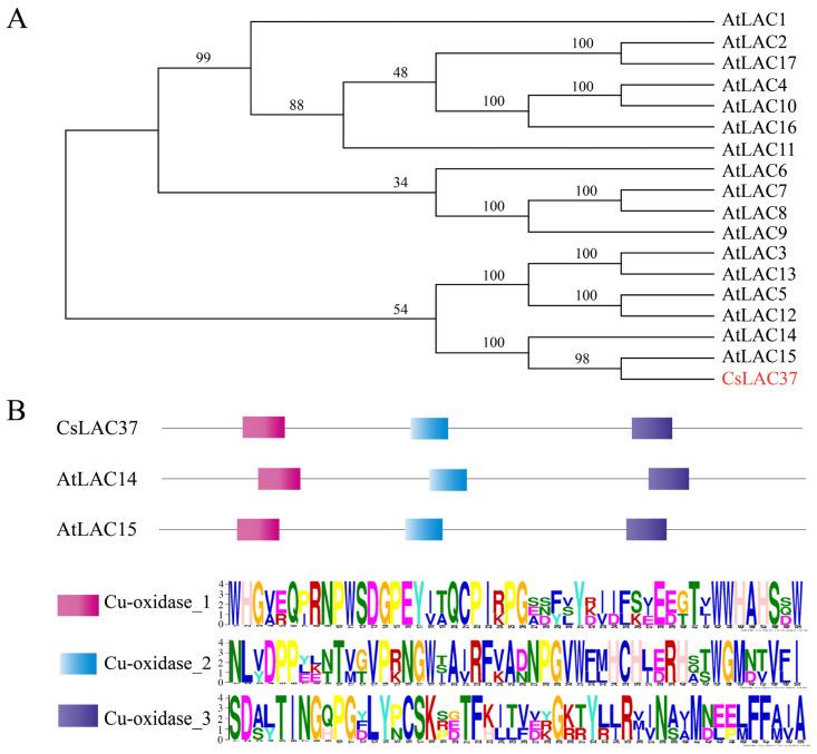 https://cdn.ncbi.nlm.nih.gov/pmc/blobs/f1a7/10975366/88d578ab8f9e/plants-13-00884-g001.jpg