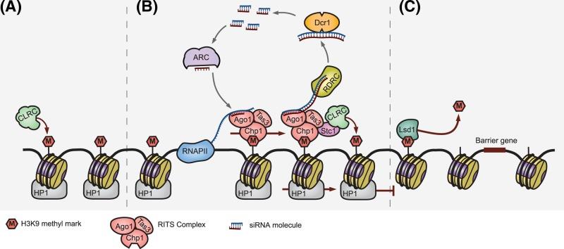 https://cdn.ncbi.nlm.nih.gov/pmc/blobs/f1a7/6504666/6ae7a172fb6e/bsr-39-bsr20182006-g2.jpg