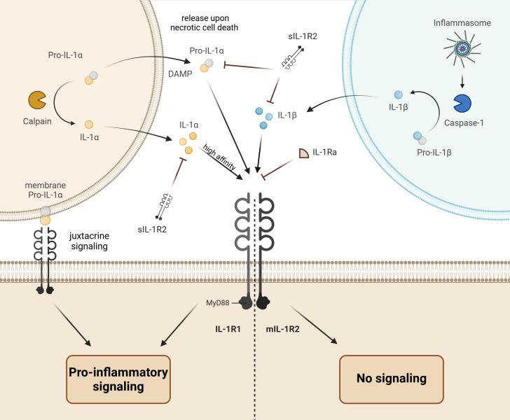 https://cdn.ncbi.nlm.nih.gov/pmc/blobs/f1ae/12141784/5470560b6fcb/fimmu-16-1591197-g001.jpg