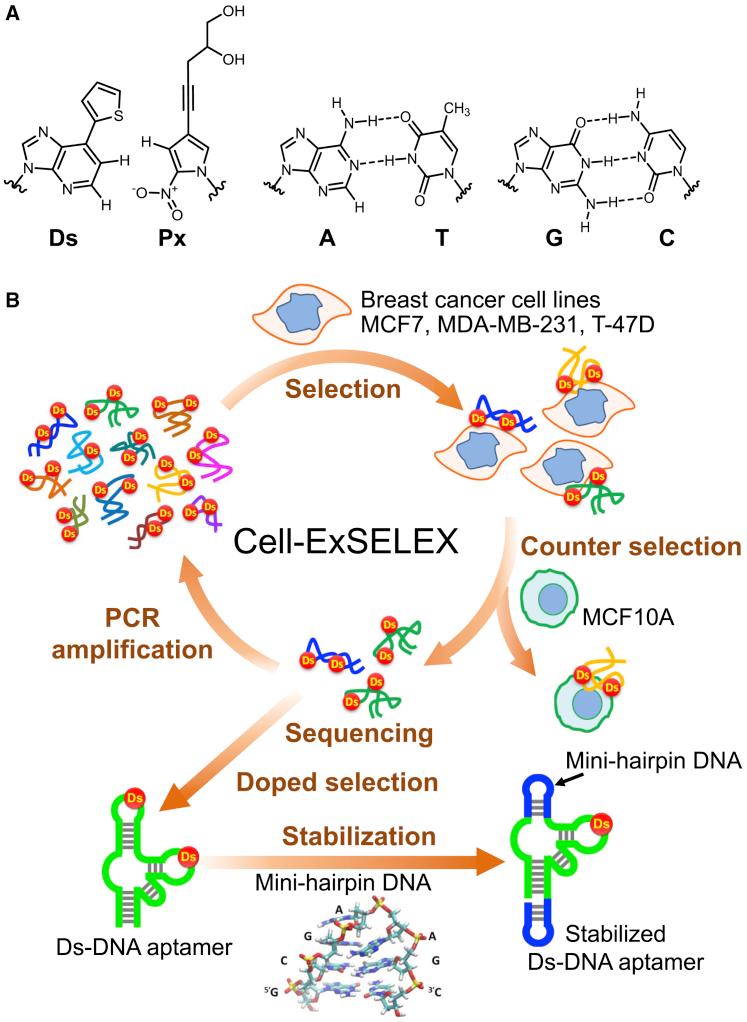 https://cdn.ncbi.nlm.nih.gov/pmc/blobs/f1af/6307347/f880abd3712b/gr1.jpg