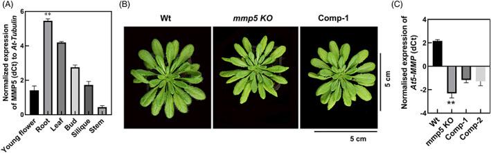 https://cdn.ncbi.nlm.nih.gov/pmc/blobs/f1b7/8247326/d5cd26b584a5/PPL-172-1045-g006.jpg