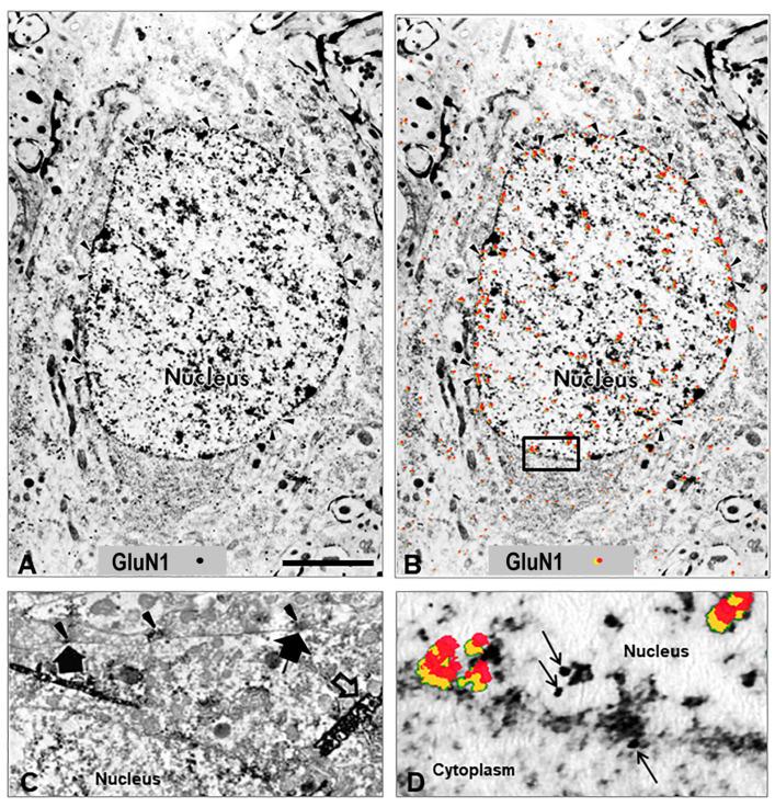 https://cdn.ncbi.nlm.nih.gov/pmc/blobs/f1bb/10488196/bcbf952207ed/ijms-24-13196-g001.jpg