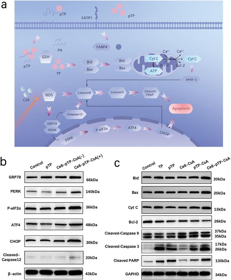 https://cdn.ncbi.nlm.nih.gov/pmc/blobs/f1bb/11884613/241ab2a2aac7/ADVS-12-2414307-g001.jpg