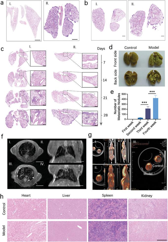 https://cdn.ncbi.nlm.nih.gov/pmc/blobs/f1bb/11884613/52d739c7964a/ADVS-12-2414307-g002.jpg