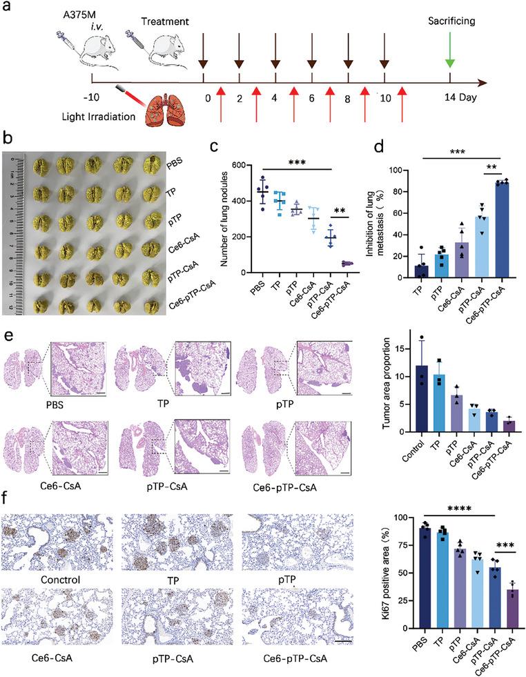 https://cdn.ncbi.nlm.nih.gov/pmc/blobs/f1bb/11884613/86fbcead1082/ADVS-12-2414307-g003.jpg