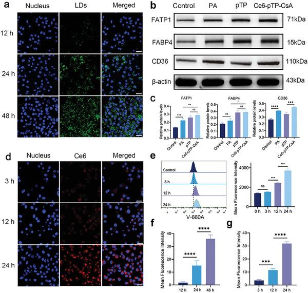 https://cdn.ncbi.nlm.nih.gov/pmc/blobs/f1bb/11884613/add4e41fccf3/ADVS-12-2414307-g007.jpg