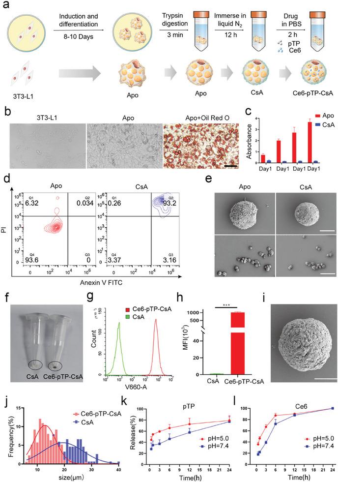 https://cdn.ncbi.nlm.nih.gov/pmc/blobs/f1bb/11884613/f900a2ffd021/ADVS-12-2414307-g005.jpg