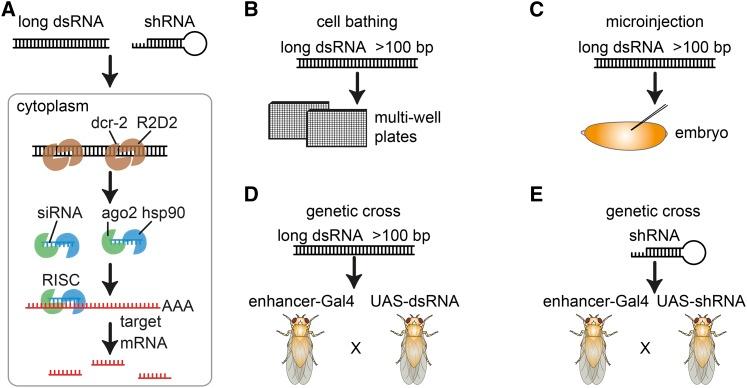 https://cdn.ncbi.nlm.nih.gov/pmc/blobs/f1be/5844339/4ff5a7ef04b7/853fig1.jpg