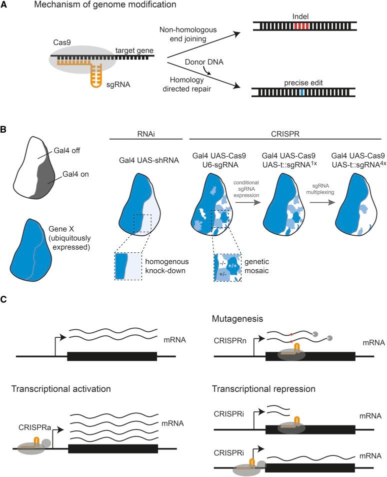 https://cdn.ncbi.nlm.nih.gov/pmc/blobs/f1be/5844339/73eb3ca0695f/853fig7.jpg