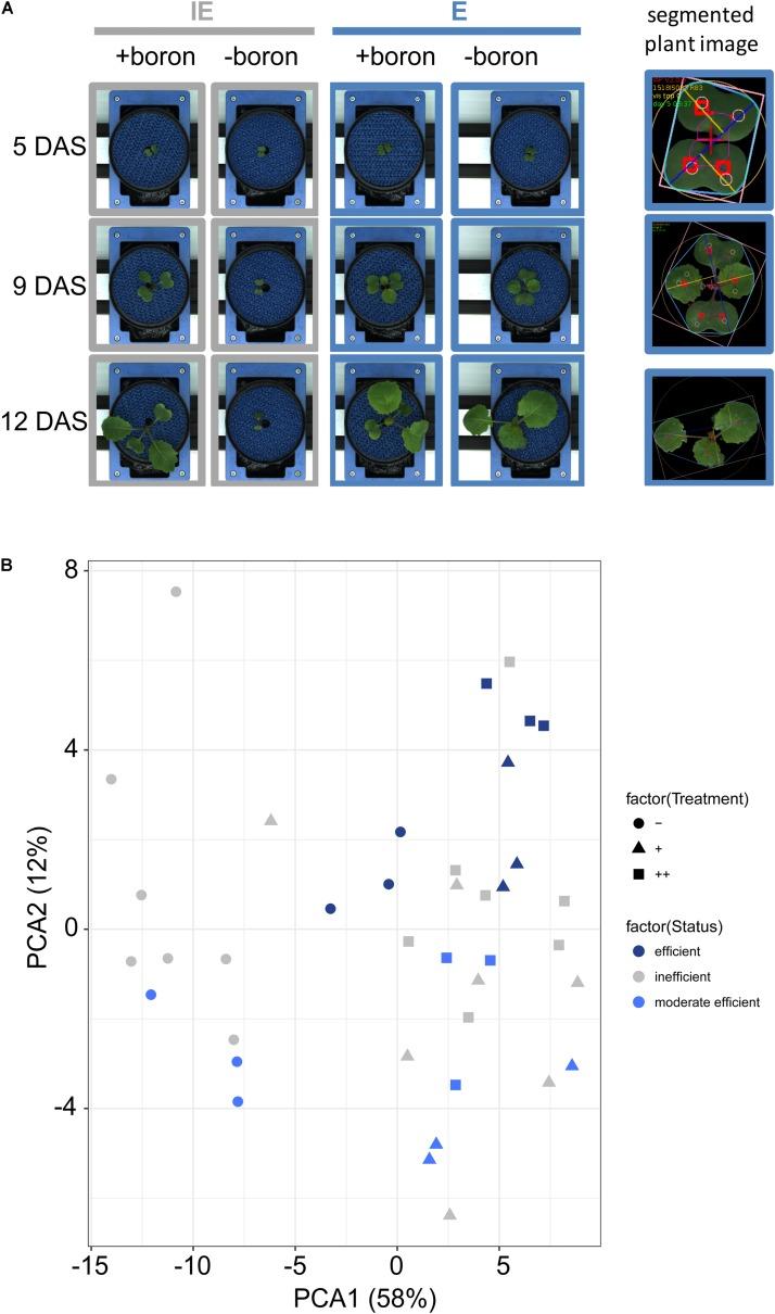 https://cdn.ncbi.nlm.nih.gov/pmc/blobs/f1c4/6091279/a79866871ceb/fpls-09-01142-g002.jpg