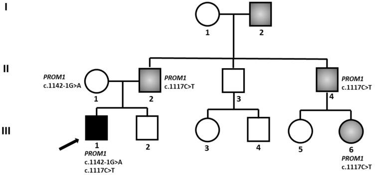 https://cdn.ncbi.nlm.nih.gov/pmc/blobs/f1c8/12109549/e98e483502b8/biomedicines-13-01117-g001.jpg