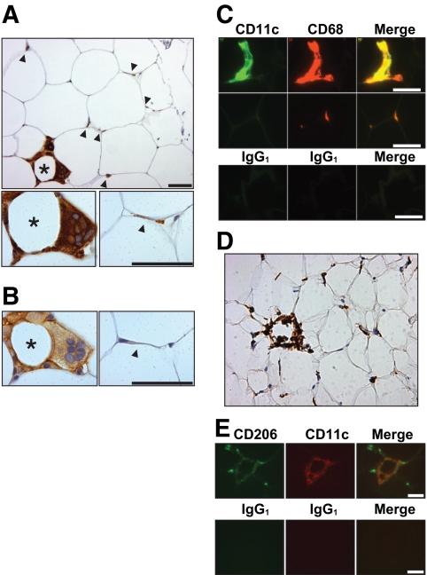 https://cdn.ncbi.nlm.nih.gov/pmc/blobs/f1c8/2889764/23a079f756f3/zdb0071061650001.jpg