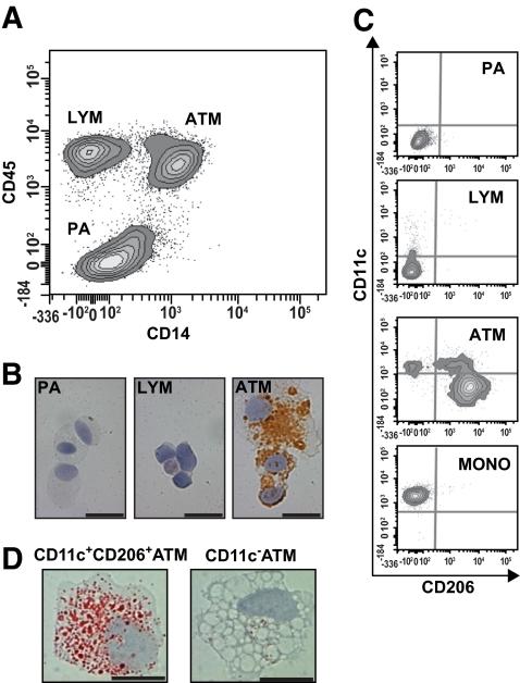 https://cdn.ncbi.nlm.nih.gov/pmc/blobs/f1c8/2889764/d1f4487dcebc/zdb0071061650002.jpg