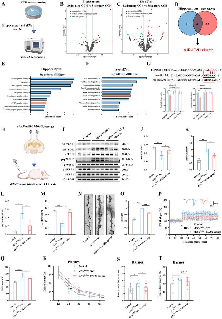 https://cdn.ncbi.nlm.nih.gov/pmc/blobs/f1ca/12279231/694fa96228c1/ADVS-12-2410209-g003.jpg