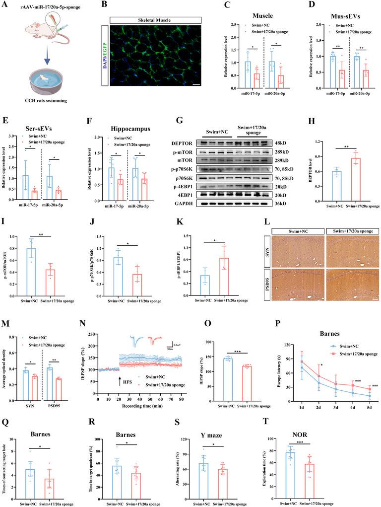 https://cdn.ncbi.nlm.nih.gov/pmc/blobs/f1ca/12279231/80d4f59ada65/ADVS-12-2410209-g005.jpg