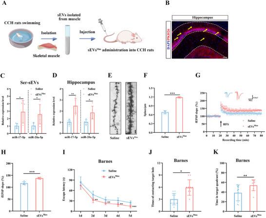 https://cdn.ncbi.nlm.nih.gov/pmc/blobs/f1ca/12279231/af51b4e8d9fd/ADVS-12-2410209-g010.jpg