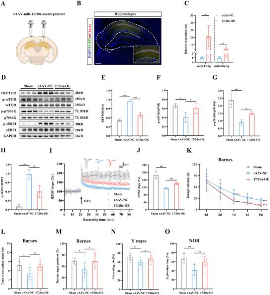 https://cdn.ncbi.nlm.nih.gov/pmc/blobs/f1ca/12279231/cd70342baaab/ADVS-12-2410209-g008.jpg