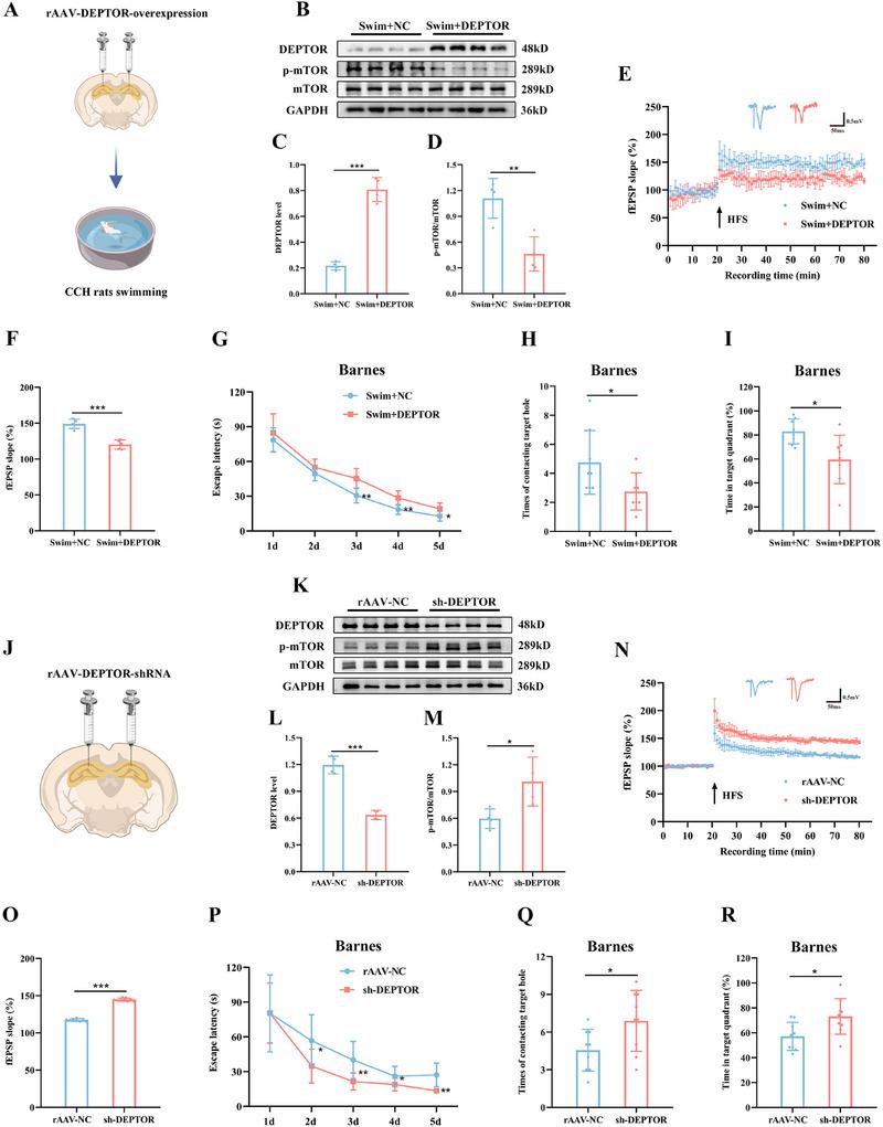 https://cdn.ncbi.nlm.nih.gov/pmc/blobs/f1ca/12279231/ef52743a96dc/ADVS-12-2410209-g007.jpg