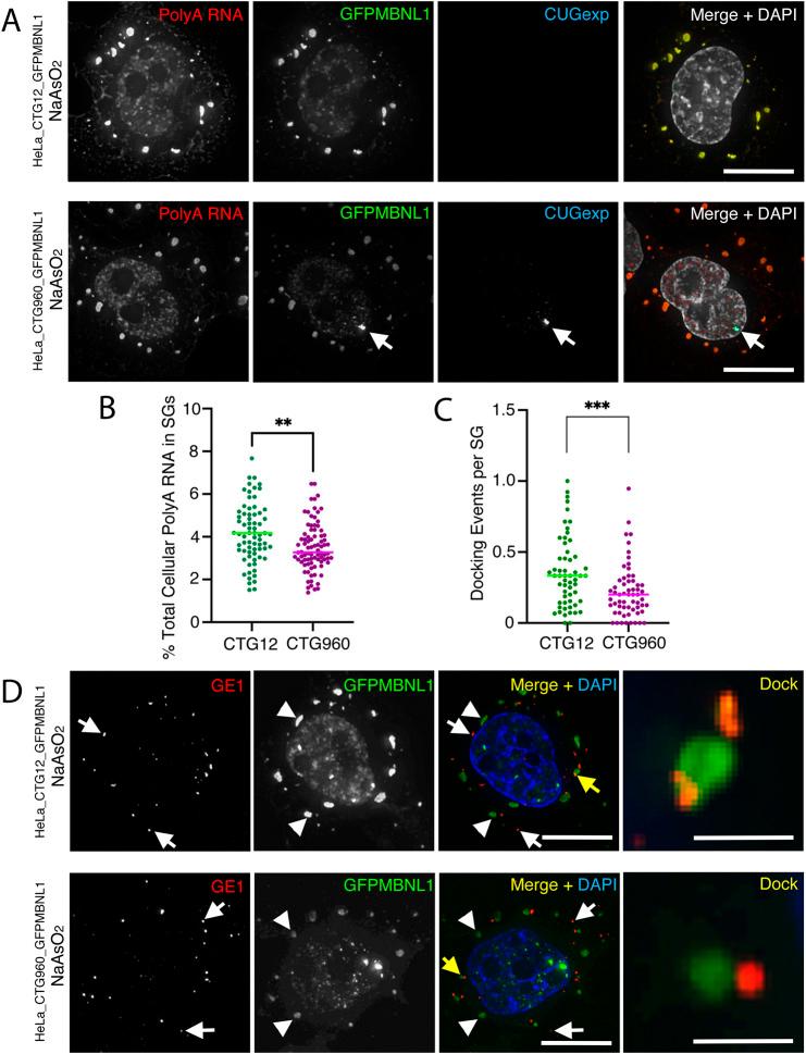 https://cdn.ncbi.nlm.nih.gov/pmc/blobs/f1d2/9366894/f482da17c148/dmm-15-049294-g8.jpg