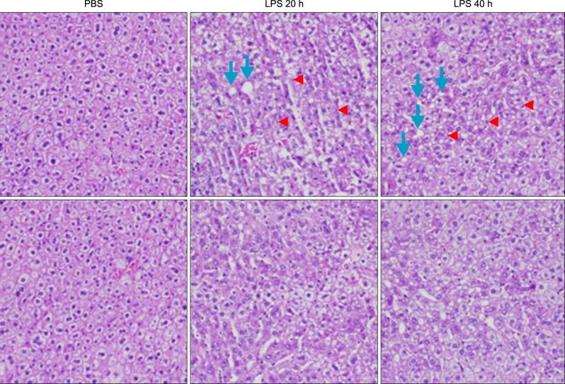 https://cdn.ncbi.nlm.nih.gov/pmc/blobs/f1d3/4304524/8c7828c6ede5/kjhbps-17-89-g003.jpg