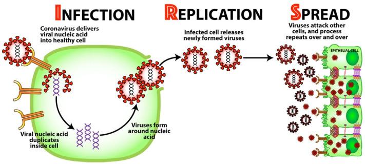 https://cdn.ncbi.nlm.nih.gov/pmc/blobs/f1d5/9967513/2433489ee72f/viruses-15-00400-g003.jpg