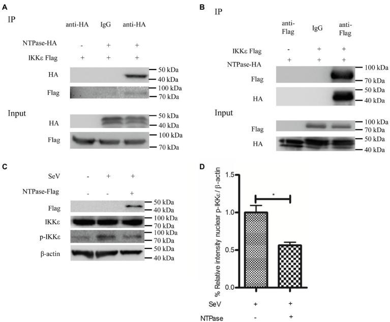 https://cdn.ncbi.nlm.nih.gov/pmc/blobs/f1db/8319745/1f82d4a744ac/fmicb-12-687933-g005.jpg