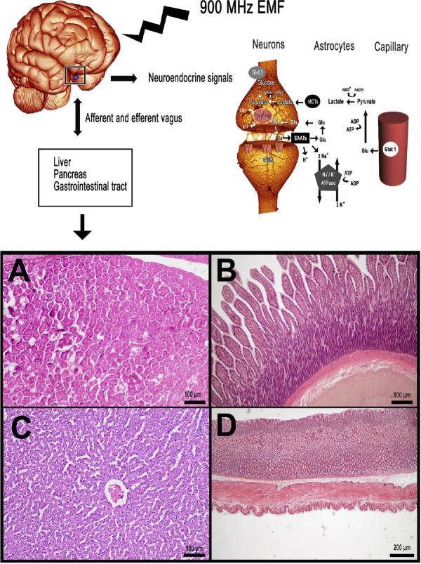 https://cdn.ncbi.nlm.nih.gov/pmc/blobs/f1de/6025782/59a2c2c502d9/JMAU-5-177-g004.jpg