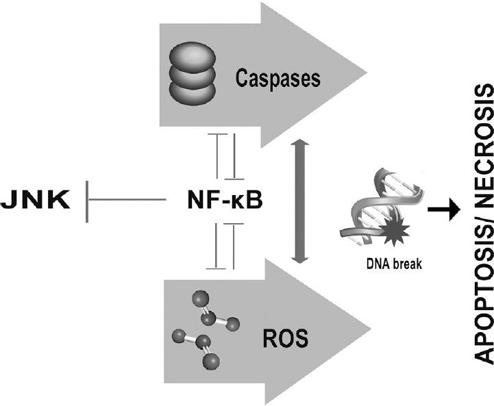 https://cdn.ncbi.nlm.nih.gov/pmc/blobs/f1de/6025782/cf20571bc5d4/JMAU-5-177-g002.jpg