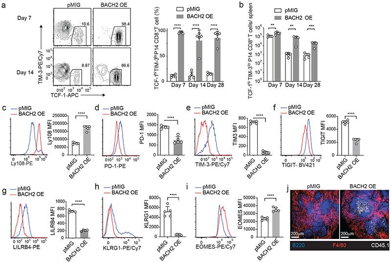 https://cdn.ncbi.nlm.nih.gov/pmc/blobs/f1df/7906956/91b5103a639a/nihms-1660066-f0002.jpg