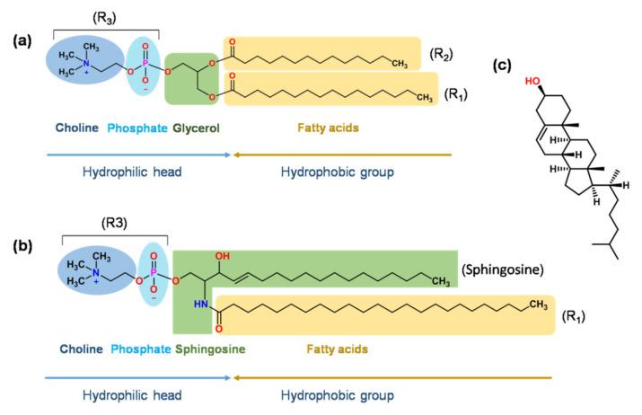 https://cdn.ncbi.nlm.nih.gov/pmc/blobs/f1e3/8879473/72dc05ac6024/molecules-27-01372-g002.jpg