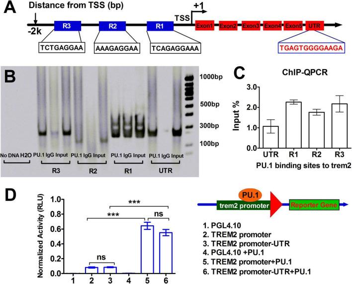 https://cdn.ncbi.nlm.nih.gov/pmc/blobs/f1e5/12078285/4cecad3108cf/fnagi-17-1537388-g006.jpg