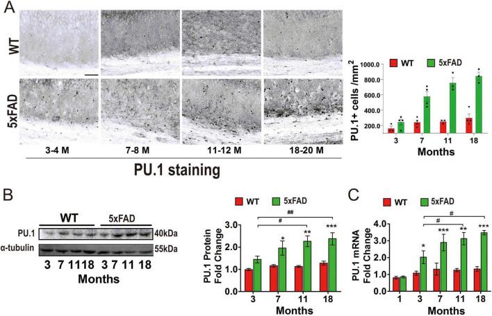 https://cdn.ncbi.nlm.nih.gov/pmc/blobs/f1e5/12078285/61734373dc2f/fnagi-17-1537388-g002.jpg