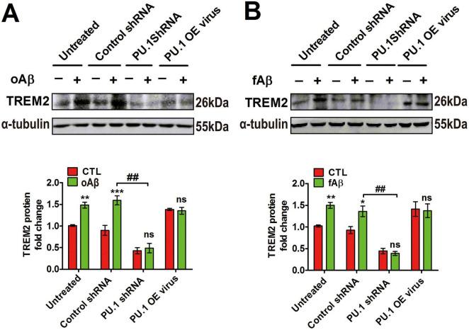 https://cdn.ncbi.nlm.nih.gov/pmc/blobs/f1e5/12078285/6419ce862e91/fnagi-17-1537388-g007.jpg