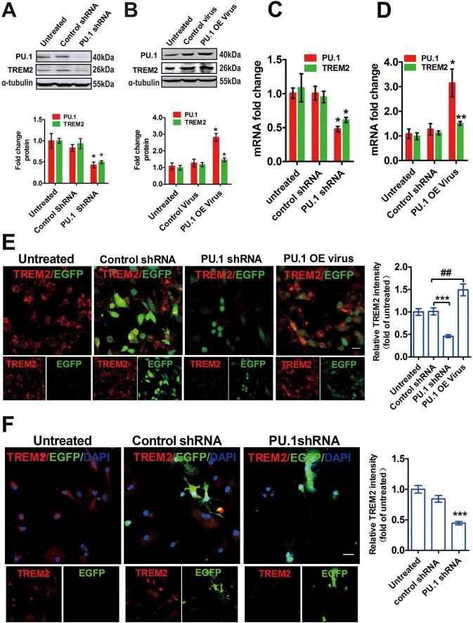 https://cdn.ncbi.nlm.nih.gov/pmc/blobs/f1e5/12078285/ca0aa5e8f3af/fnagi-17-1537388-g005.jpg