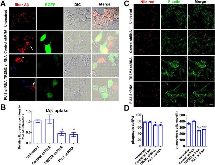 https://cdn.ncbi.nlm.nih.gov/pmc/blobs/f1e5/12078285/dc825da739b6/fnagi-17-1537388-g008.jpg