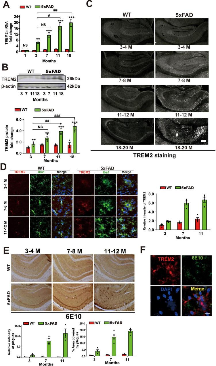 https://cdn.ncbi.nlm.nih.gov/pmc/blobs/f1e5/12078285/e132f428ca4d/fnagi-17-1537388-g001.jpg