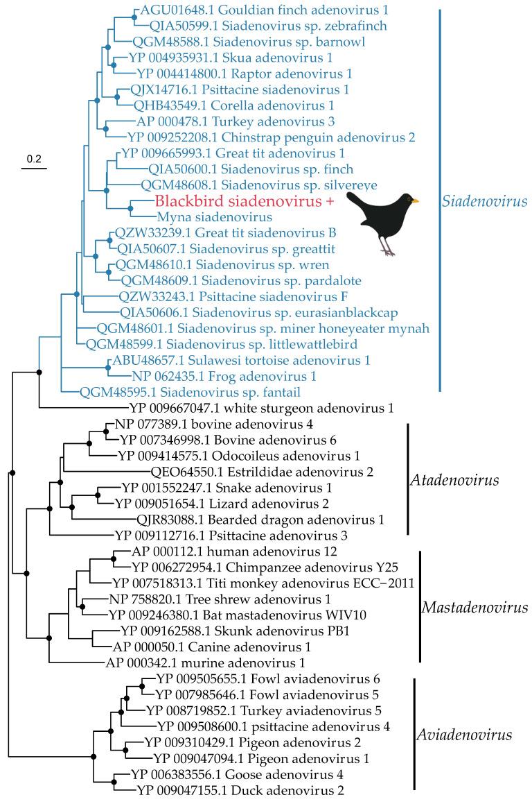 https://cdn.ncbi.nlm.nih.gov/pmc/blobs/f1e7/9321414/ebfedc8a8b6f/viruses-14-01364-g005.jpg