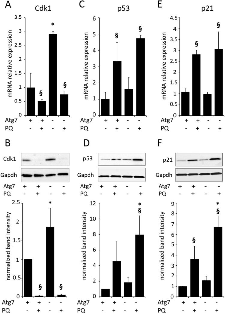 https://cdn.ncbi.nlm.nih.gov/pmc/blobs/f1eb/5192251/9a116bbcbd2d/gr4.jpg