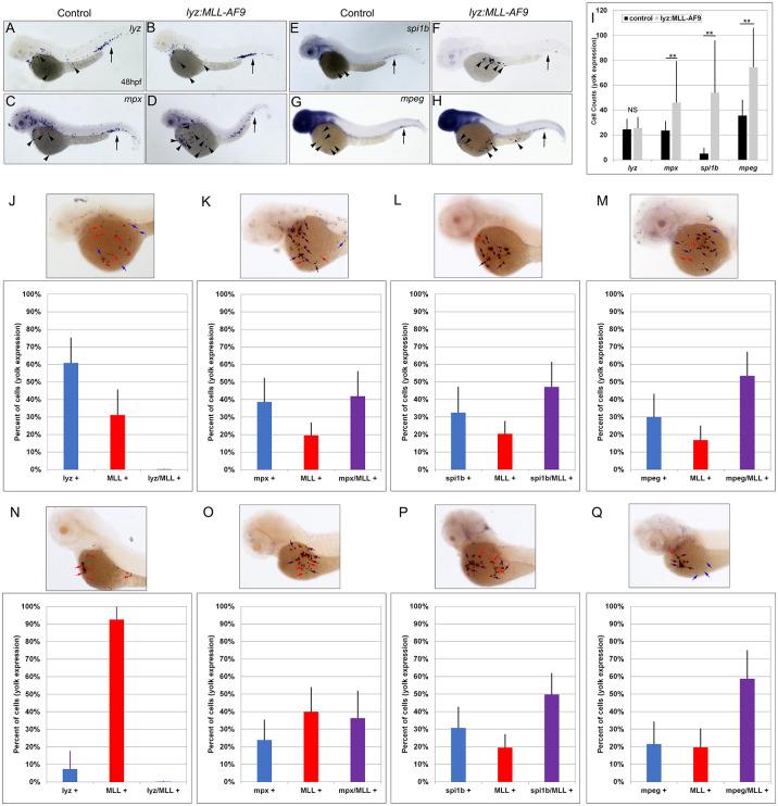 https://cdn.ncbi.nlm.nih.gov/pmc/blobs/f1ec/11175583/40760651007f/pgen.1011308.g004.jpg