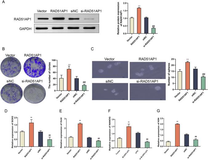 https://cdn.ncbi.nlm.nih.gov/pmc/blobs/f1ed/11377390/adb502948f92/12672_2024_1258_Fig3_HTML.jpg