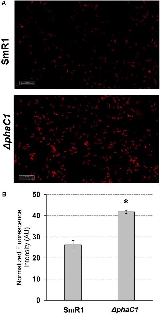 https://cdn.ncbi.nlm.nih.gov/pmc/blobs/f1ef/5862806/d73ad5eacede/fmicb-09-00472-g005.jpg