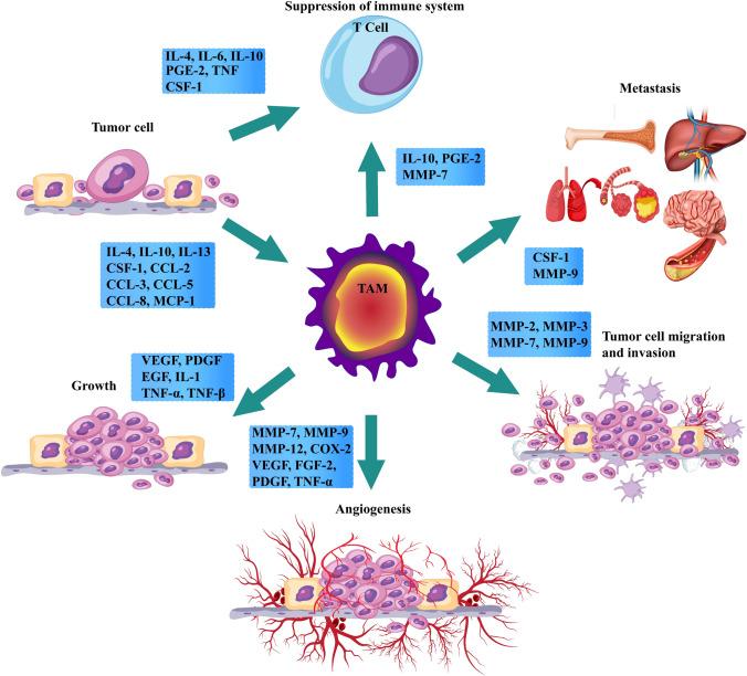 https://cdn.ncbi.nlm.nih.gov/pmc/blobs/f1f3/11246281/364acfd0460a/10238_2024_1417_Fig2_HTML.jpg
