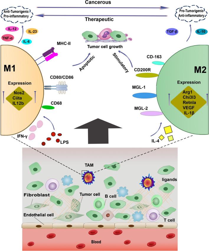 https://cdn.ncbi.nlm.nih.gov/pmc/blobs/f1f3/11246281/caa415d3a7f3/10238_2024_1417_Fig1_HTML.jpg